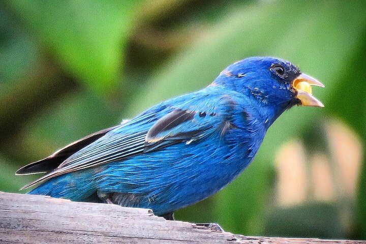 Colima Volcano Birdwatching Tour