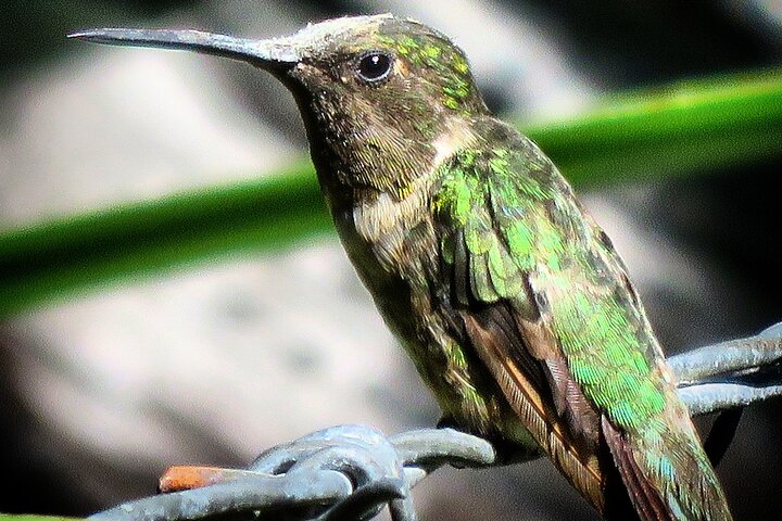 Colima Volcano Birdwatching Tour