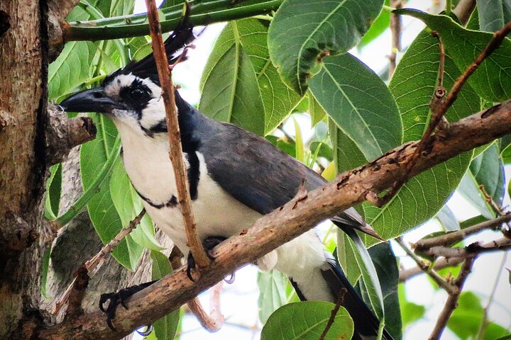 Colima Volcano Birdwatching Tour