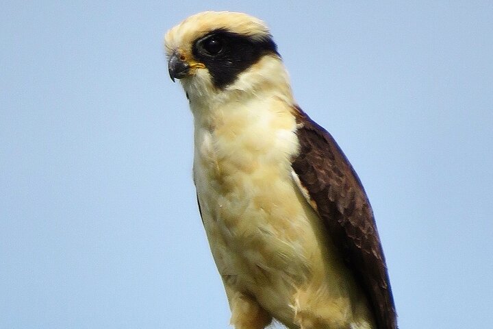 Colima Volcano Birdwatching Tour