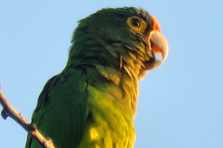 Colima Volcano Birdwatching Tour