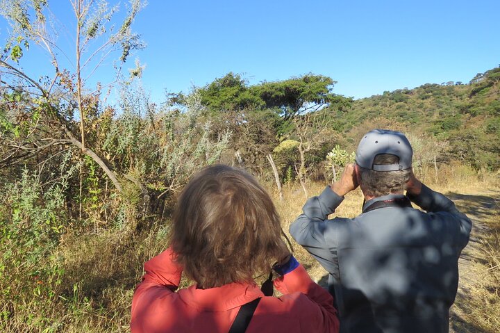 Colima Volcano Birdwatching Tour