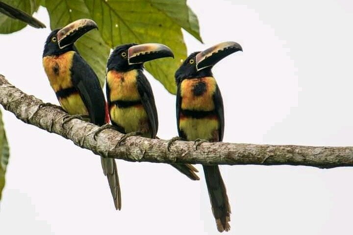 Rio Celeste Combo: River Tubing+Blue Waterfall+Exotic Wildlife