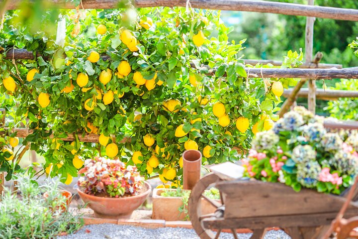 Hands-On Cooking Class & Farmhouse Tour on the Amalfi Coast