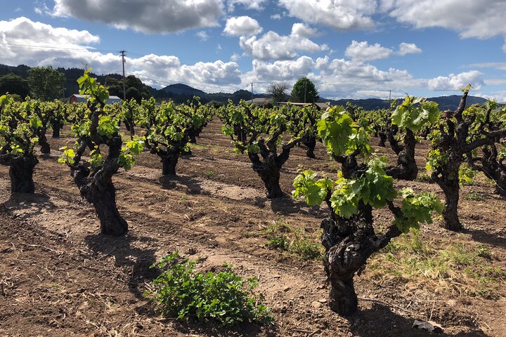 Sonoma & Healdsburg Wine Tours