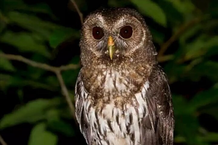 Monteverde Night Tour: Glass Frogs, lateralis, Sloths & Jungle