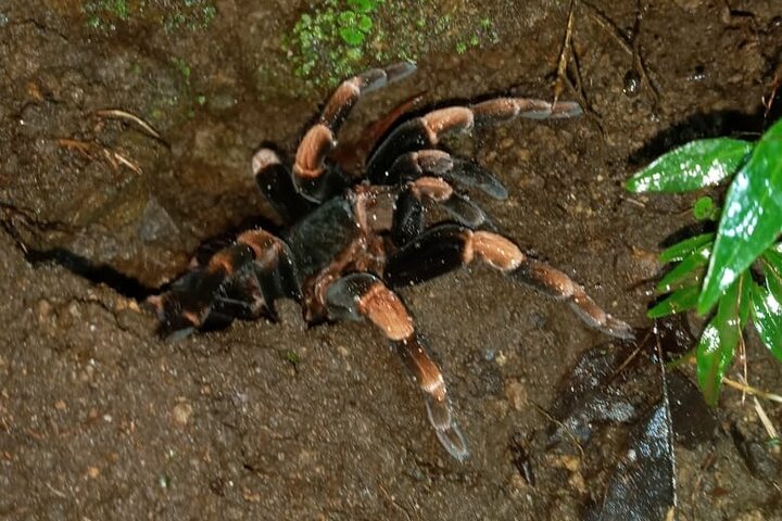 Monteverde Night Tour: Glass Frogs, lateralis, Sloths & Jungle