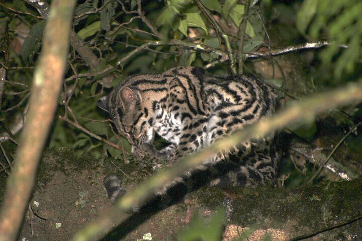 Monteverde Night Tour: Glass Frogs, lateralis, Sloths & Jungle