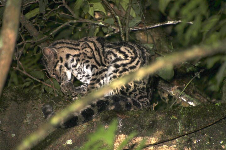 Monteverde Night Tour: Glass Frogs, lateralis, Sloths & Jungle