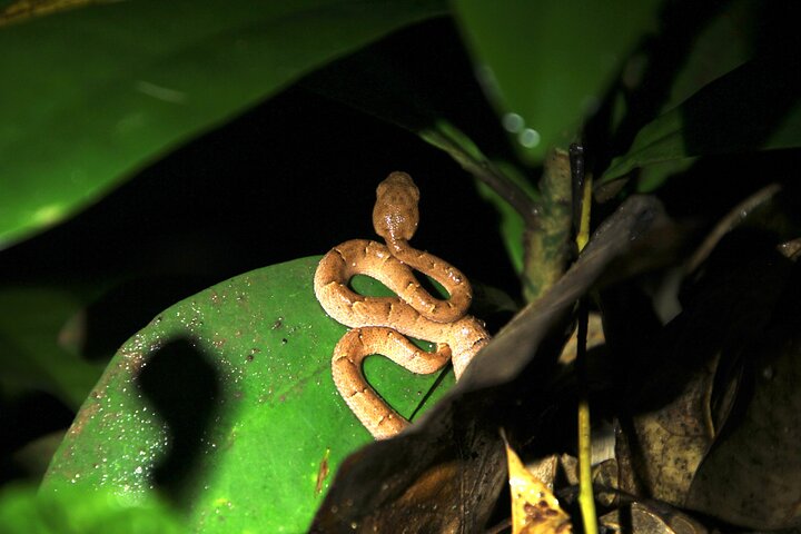 Monteverde Night Tour: Glass Frogs, lateralis, Sloths & Jungle