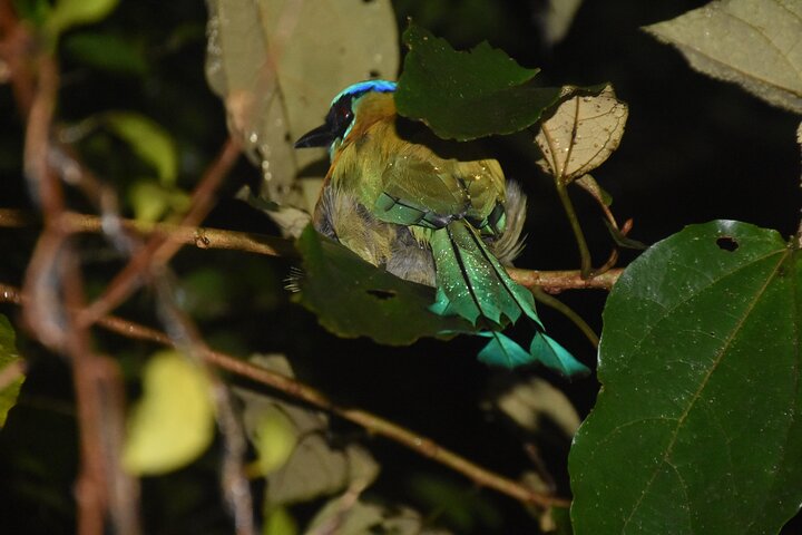 Monteverde Night Tour: Glass Frogs, lateralis, Sloths & Jungle