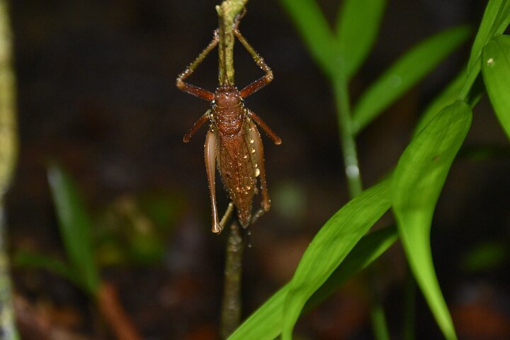 Monteverde Night Tour: Glass Frogs, lateralis, Sloths & Jungle