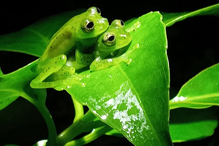 Monteverde Night Tour: Glass Frogs, lateralis, Sloths & Jungle