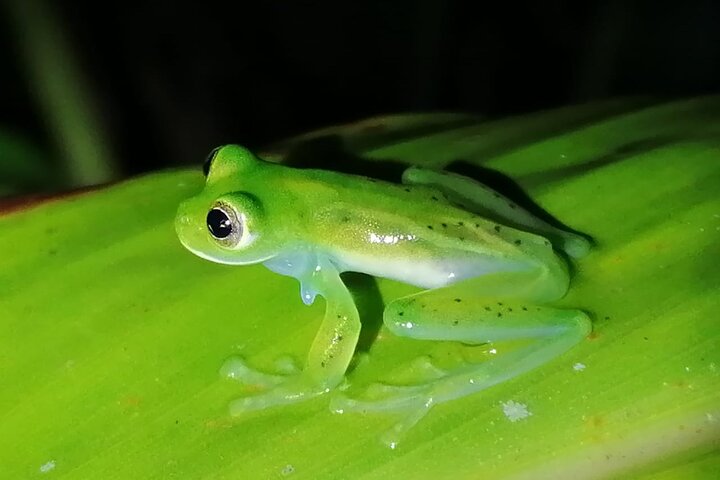 Monteverde Night Tour: Glass Frogs, lateralis, Sloths & Jungle