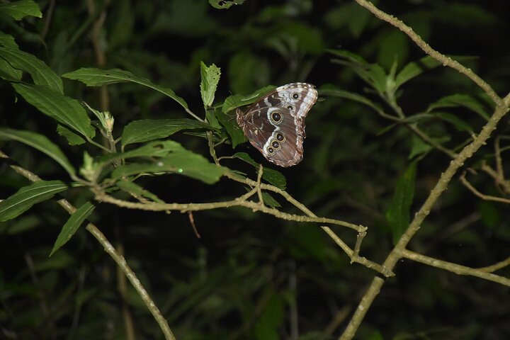 Monteverde Night Tour: Glass Frogs, lateralis, Sloths & Jungle