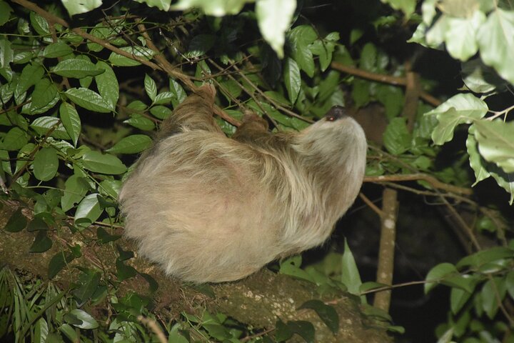 Monteverde Night Tour: Glass Frogs, lateralis, Sloths & Jungle