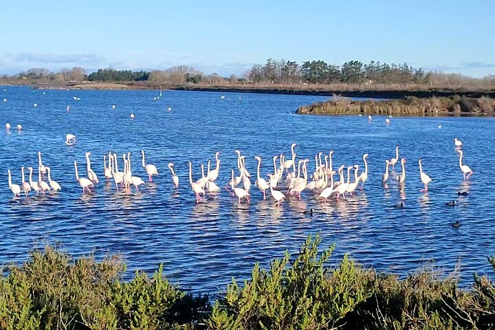 Happy tour camargue visit, ride, electric bike excursion