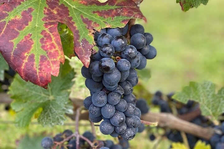 English Speaking Loire Winery Tours pickup from Amboise or Tours