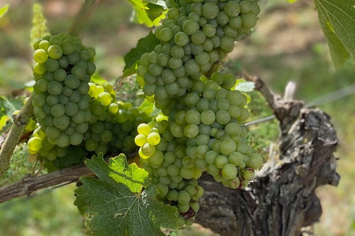 English Speaking Loire Winery Tours pickup from Amboise or Tours