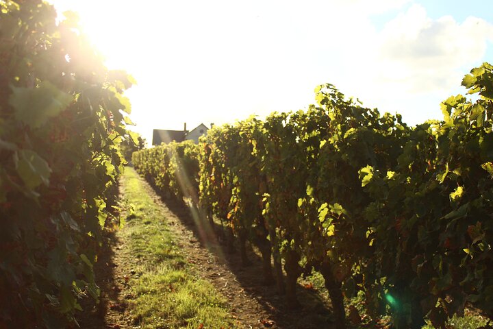 Castle Epicurean Experience with Wine & Local Specialties