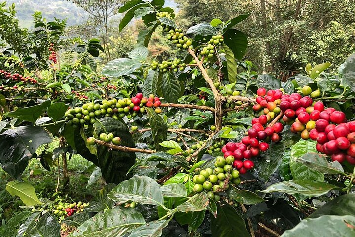 Coffee Farm and Salento Walking Tour