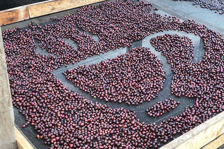 Coffee Farm and Salento Walking Tour
