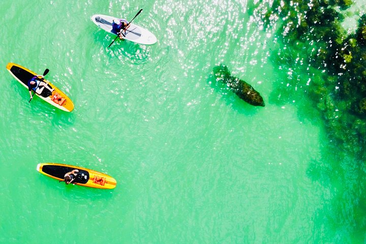 Dolphin and Manatee Adventure Tour of Fort Myers
