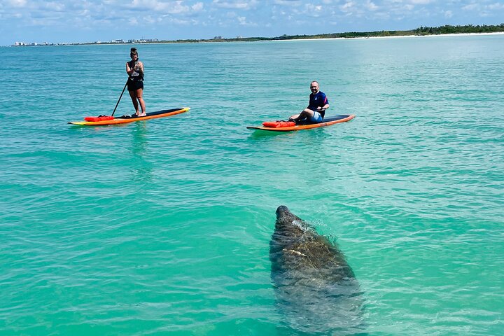 Dolphin and Manatee Adventure Tour of Fort Myers