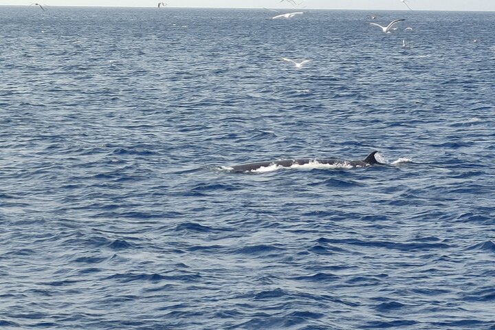 Tenerife Ecoyacht Tour for Whale Watching