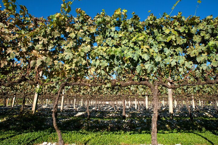 Wine Taste Tour With Maria Fumaça Train Ride