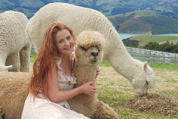Shamarra Alpaca Farm Tours