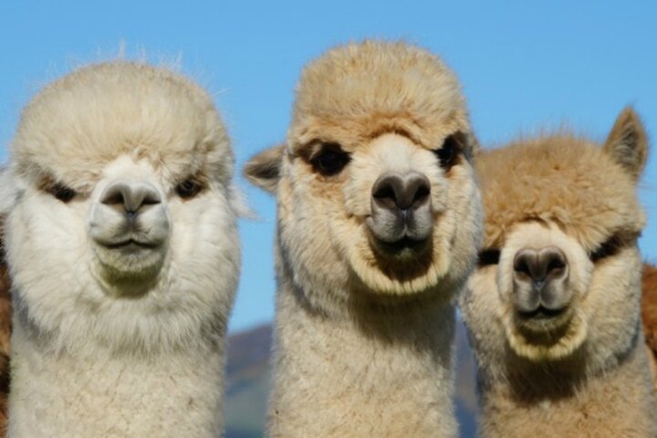 Shamarra Alpaca Farm Tours