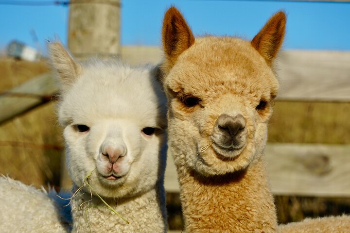 Shamarra Alpaca Farm Tours