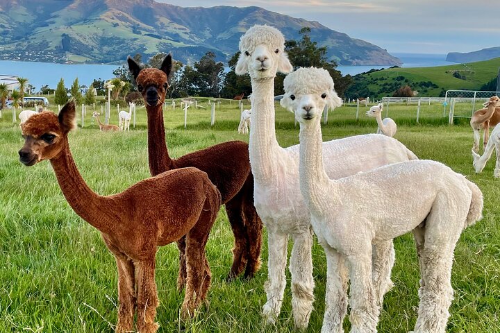 Shamarra Alpaca Farm Tours