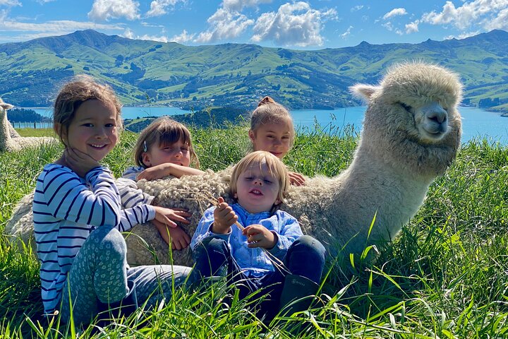 Shamarra Alpaca Farm Tours