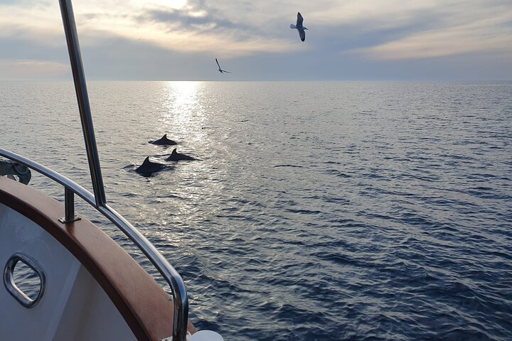 Dolphin Watching & Sunset Boat Tour With Drinks & optional Dinner
