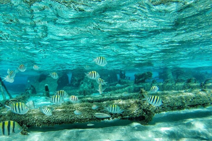 Full Day Marine Tour in San Andres