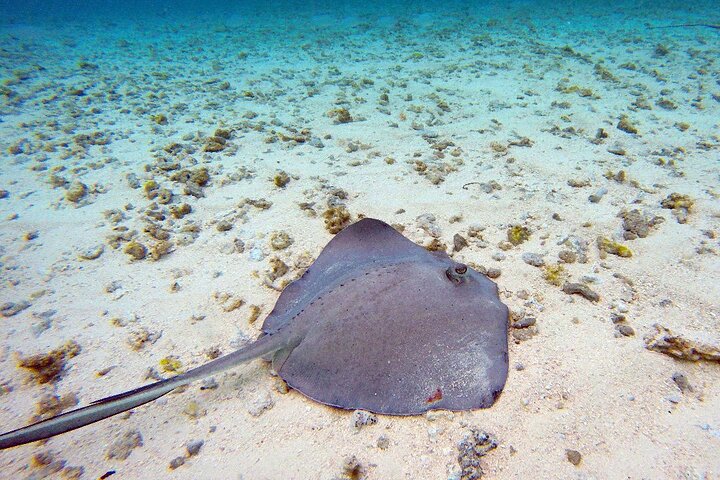 Full Day Marine Tour in San Andres