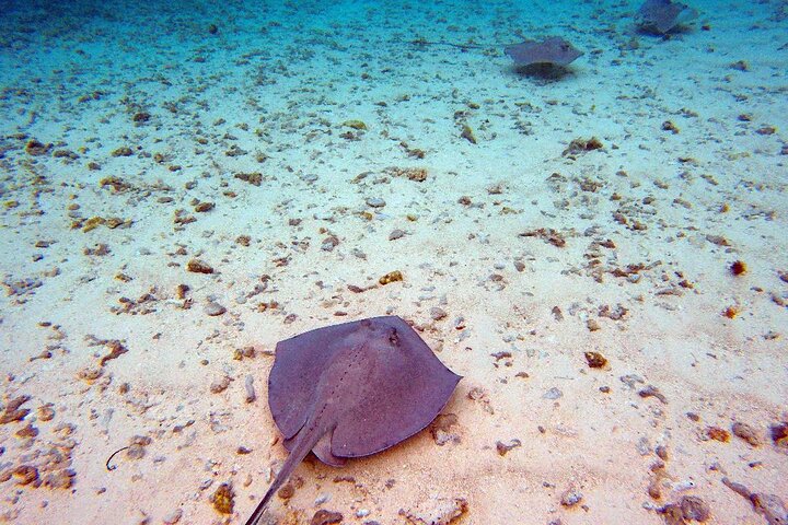 Full Day Marine Tour in San Andres