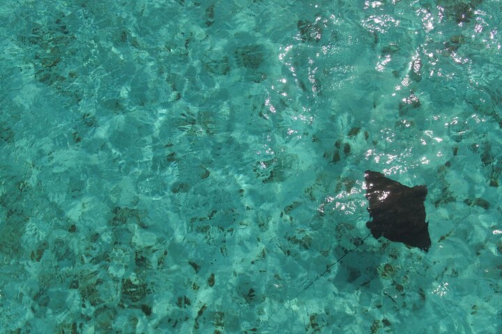 Full Day Marine Tour in San Andres