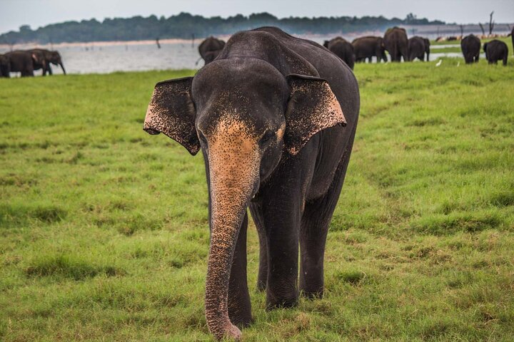 Ella: Transfer to Tangalle/Mirissa/Galle & Yala/Udawalawe Safari