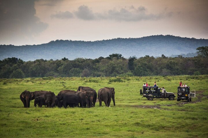 Ella: Transfer to Tangalle/Mirissa/Galle & Yala/Udawalawe Safari
