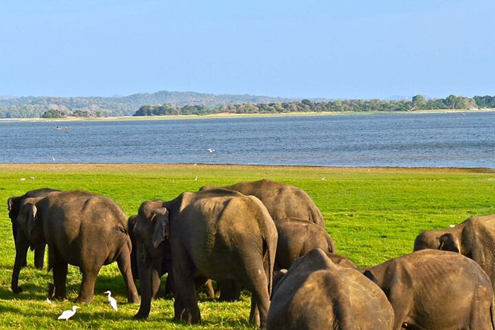 Ella: Transfer to Tangalle/Mirissa/Galle & Yala/Udawalawe Safari