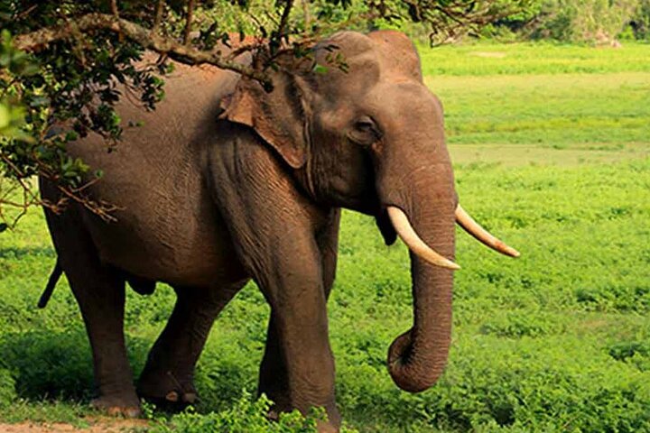 Ella: Transfer to Tangalle/Mirissa/Galle & Yala/Udawalawe Safari
