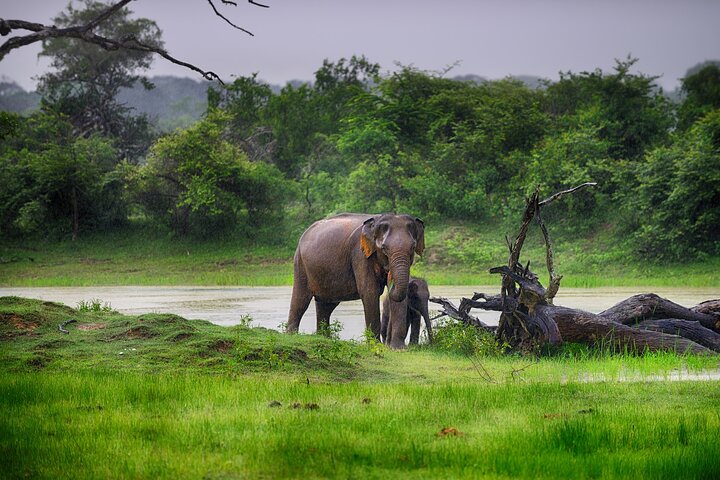 Ella: Transfer to Tangalle/Mirissa/Galle & Yala/Udawalawe Safari