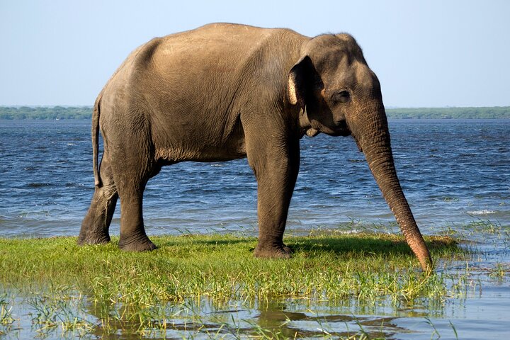 Ella: Transfer to Tangalle/Mirissa/Galle & Yala/Udawalawe Safari