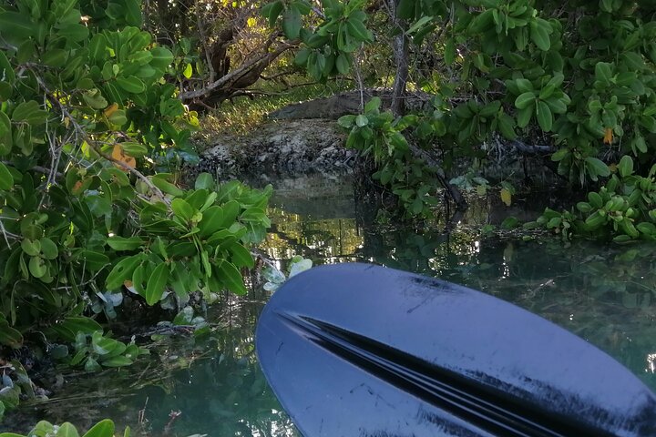 Kayak Experience in the Mangroves of Holbox Island