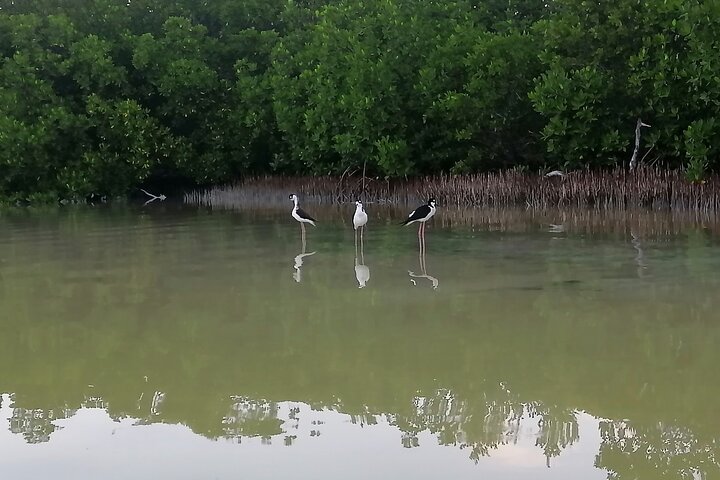 Kayak Experience in the Mangroves of Holbox Island