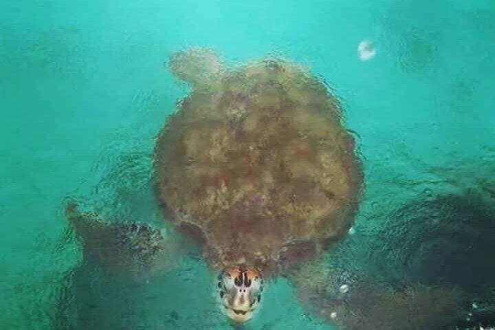 Turtle Snorkelling & Scenic North Island Full-Day Experience