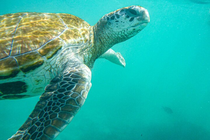 Turtle Snorkelling & Scenic North Island Full-Day Experience